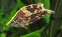 Leaf fish — 5